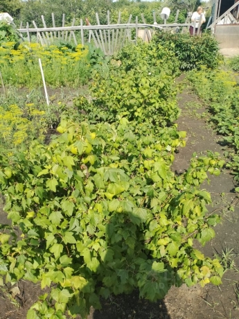 Продажа дома<br /> по адресу г. Омск,  дп. сдт Тополек (ЦАО1)