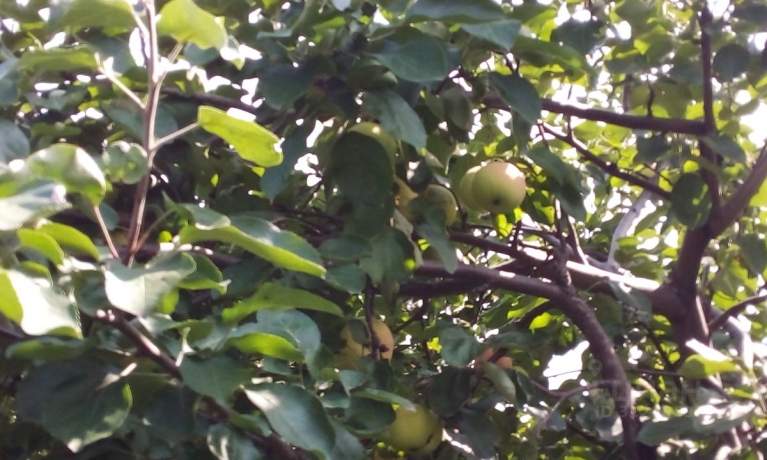 Продажа дачи<br /> по адресу г. Омск,  дп. сдт Кировец-2 (КАО)