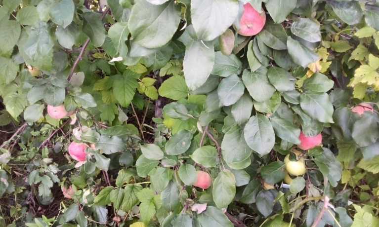 Продажа дачи<br /> по адресу г. Омск,  дп. сдт Кировец-2 (КАО)