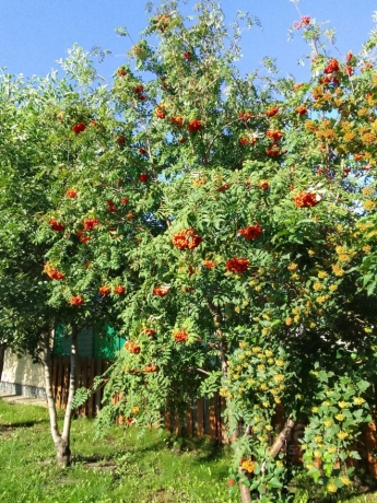 Продажа дома<br /> по адресу г. Омск,  ул. Ореховая, 18