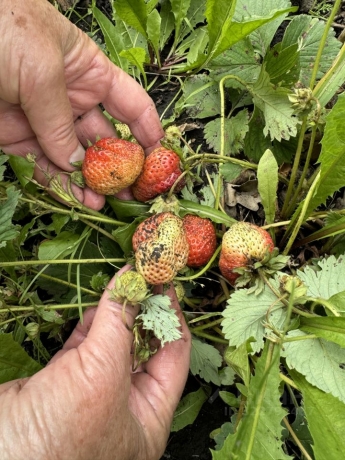 Продажа дачи<br /> по адресу г. Омск, 