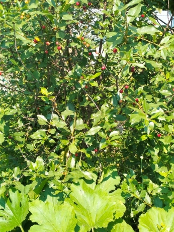 Продажа дачи<br /> по адресу г. Омск,  тер. ГСК Восток-16 (ОАО)