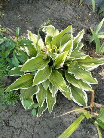 Продажа дачи<br /> по адресу г. Омск,  тер. ГСК Восток-16 (ОАО)