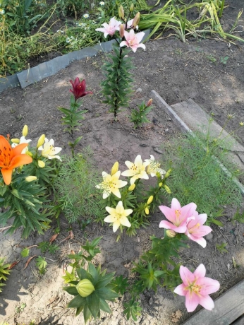 Продажа дачи<br /> по адресу г. Омск,  тер. ГСК Восток-16 (ОАО)