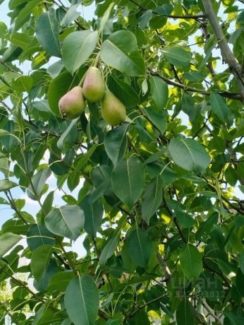 Продажа дачи<br /> по адресу г. Омск,  тер. ГСК Восток-16 (ОАО)