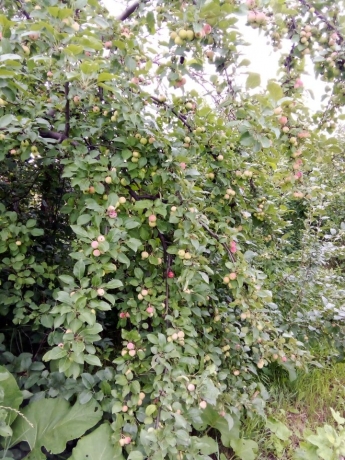 Продажа дома<br /> по адресу д. Усовка, д. Усовка, ул. Дачная