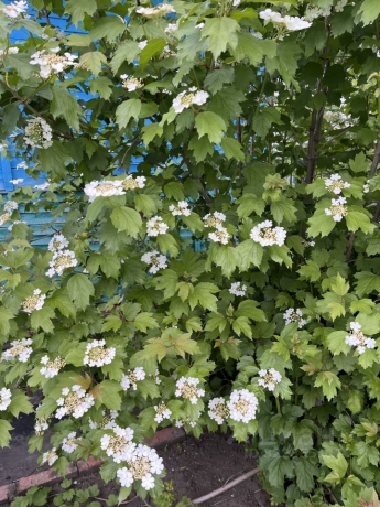 Продажа дачи<br /> по адресу г. Омск,  дп. сдт Рассвет (САО)