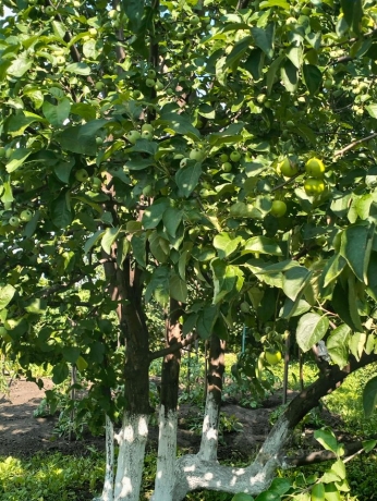 Продажа дачи<br /> по адресу г. Омск,  тер. ГСК Восток-16 (ОАО)