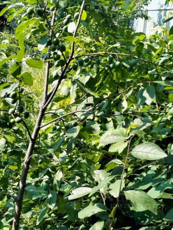 Продажа дачи<br /> по адресу г. Омск,  тер. ГСК Восток-16 (ОАО)