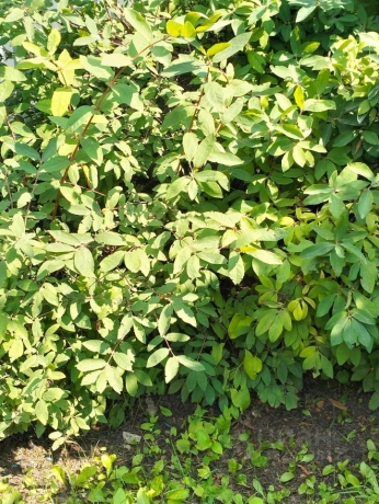 Продажа дачи<br /> по адресу г. Омск,  тер. ГСК Восток-16 (ОАО)