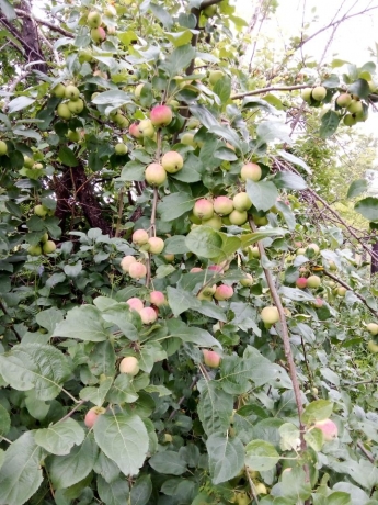 Продажа дома<br /> по адресу д. Усовка, д. Усовка, ул. Дачная