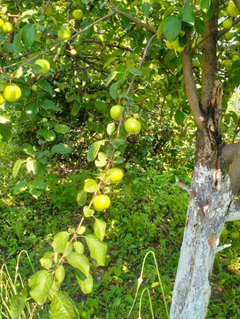Продажа дачи<br /> по адресу г. Омск,  тер. ГСК Восток-16 (ОАО)