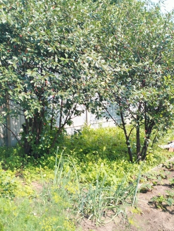 Продажа дачи<br /> по адресу г. Омск,  тер. ГСК Восток-16 (ОАО)