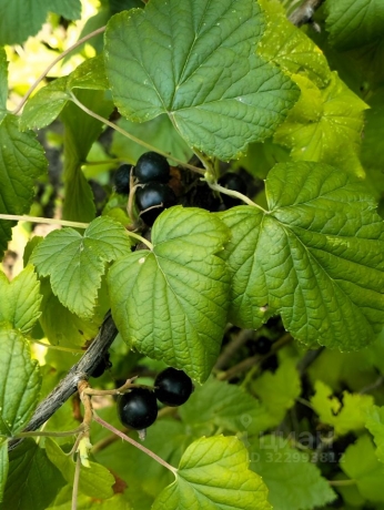 Продажа дачи<br /> по адресу г. Омск,  тер. ГСК Восток-16 (ОАО)