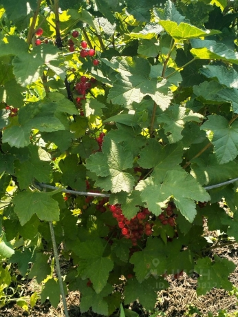 Продажа дачи<br /> по адресу г. Омск,  тер. ГСК Восток-16 (ОАО)