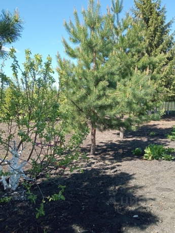 Продажа дома<br /> по адресу д. Вишневка, Шербакульский р-н, д. Вишневка, ул. Школьная