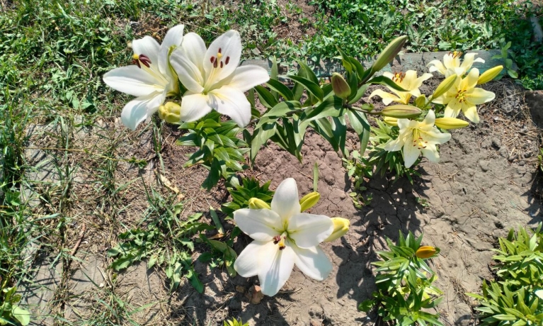 Продажа дачи<br /> по адресу г. Омск,  тер. ГСК Восток-16 (ОАО)