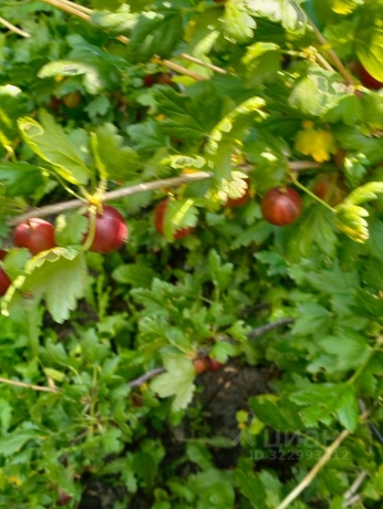 Продажа дачи<br /> по адресу г. Омск,  тер. ГСК Восток-16 (ОАО)