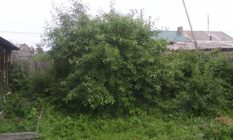 Продажа квартиры <br /> по адресу с. Нижнеиртышское, с. Нижнеиртышское, 