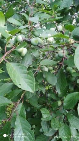 Продажа дачи<br /> по адресу г. Омск,  дп. сдт Монтажник-2 (САО)