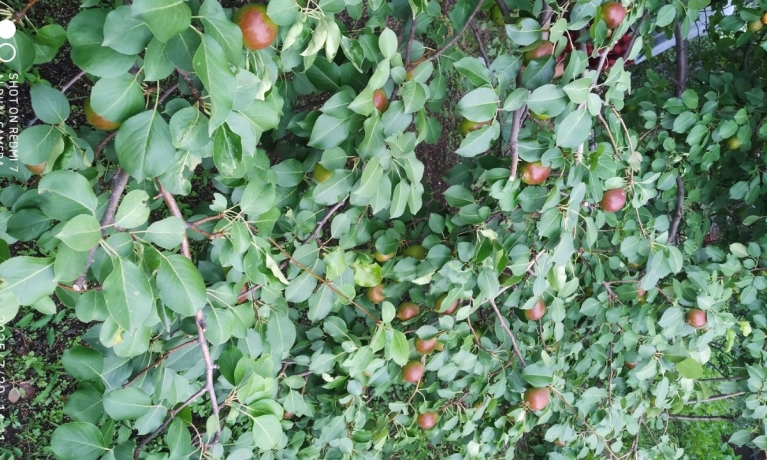 Продажа дачи<br /> по адресу г. Омск,  дп. сдт Монтажник-2 (САО)