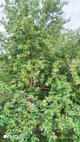 Продажа дачи<br /> по адресу г. Омск,  дп. сдт Монтажник-2 (САО)