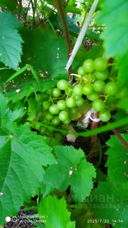 Продажа дачи<br /> по адресу г. Омск,  дп. сдт Монтажник-2 (САО)