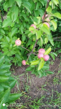 Продажа дачи<br /> по адресу г. Омск,  дп. сдт Монтажник-2 (САО)