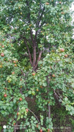 Продажа дачи<br /> по адресу г. Омск,  дп. сдт Монтажник-2 (САО)