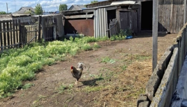 с. Николаевка, Черлакский р-н, с. Николаевка, ул. Новая, 5