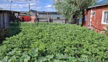 с. Николаевка, Черлакский р-н, с. Николаевка, ул. Новая, 5