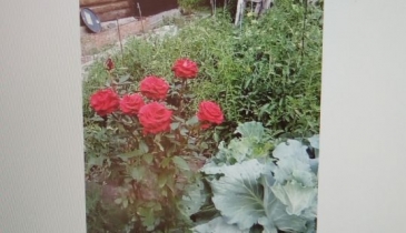 г. Омск,  дп. сдт Заречное (КАО)