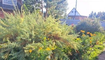 г. Омск,  дп. сдт Ивушка (ЦАО1)