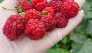 г. Омск,  мкр. Осташково