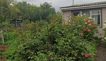 г. Омск,  дп. сдт Сибирский садовод-1 (ЛАО)