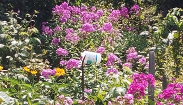 г. Омск,  дп. сдт Кировец-2 (КАО)