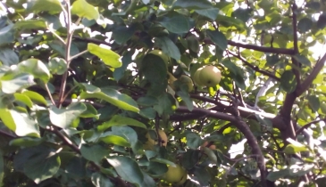 г. Омск,  дп. сдт Кировец-2 (КАО)