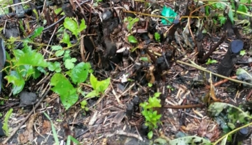 г. Омск,  дп. сдт Заречное (КАО)