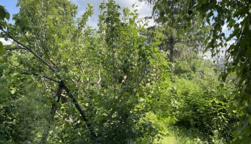 г. Омск,  дп. сдт Искра (ЛАО)