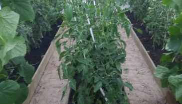 г. Омск,  дп. сдт Тепличный-2 (ЛАО)