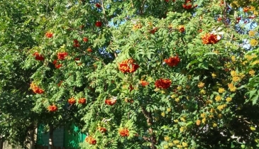 г. Омск,  ул. Ореховая, 18