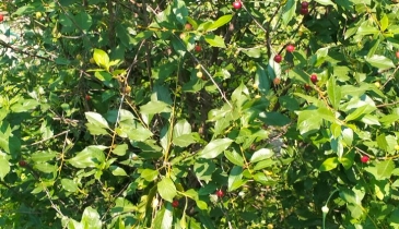 г. Омск,  тер. ГСК Восток-16 (ОАО)