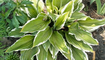 г. Омск,  тер. ГСК Восток-16 (ОАО)