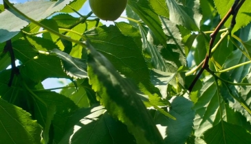 г. Омск,  тер. ГСК Восток-16 (ОАО)