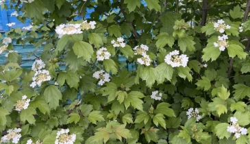 г. Омск,  дп. сдт Рассвет (САО)