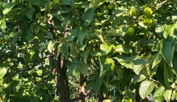 г. Омск,  тер. ГСК Восток-16 (ОАО)