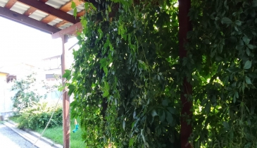 г. Омск,  ул. Ореховая, 18