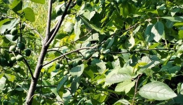 г. Омск,  тер. ГСК Восток-16 (ОАО)