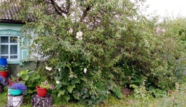 д. Усовка, д. Усовка, ул. Дачная