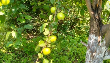 г. Омск,  тер. ГСК Восток-16 (ОАО)